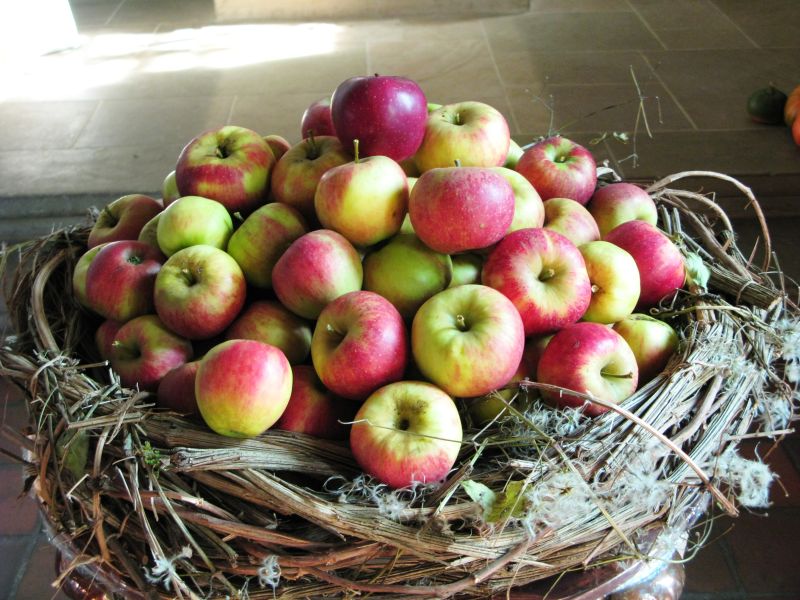 
    
            
                    frisch gepfückte Äpfel aus Grabenstetten
                
        
